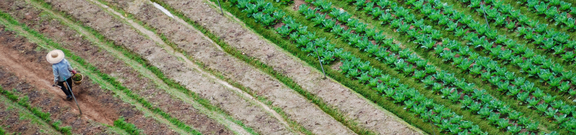 vegetable and melon farming