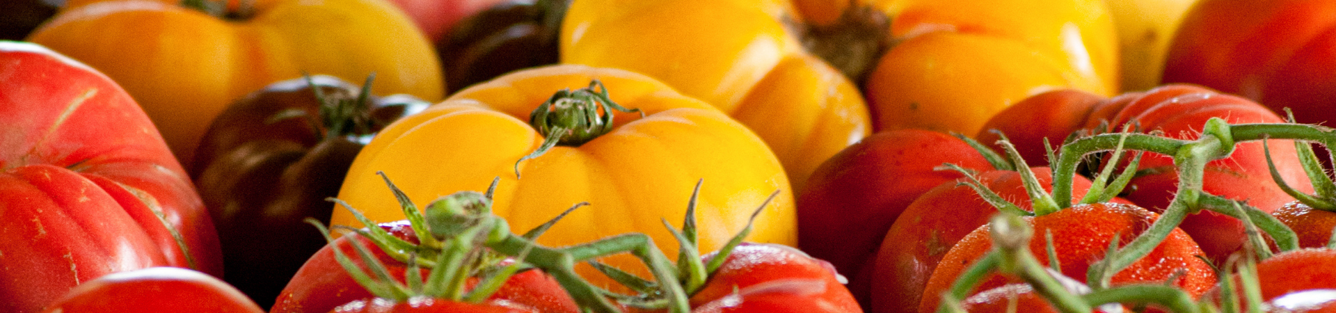 vegetable and melon farming