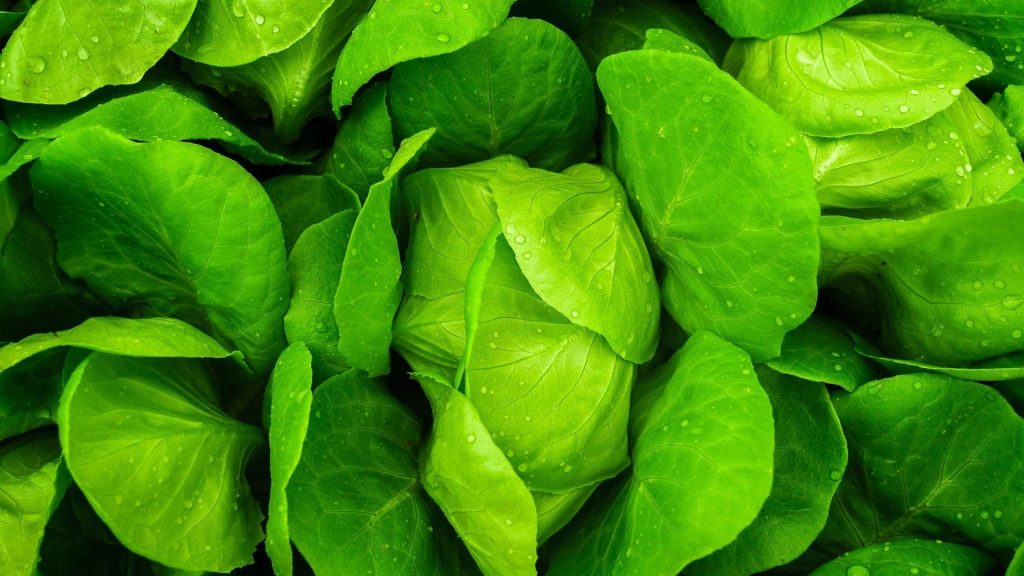 Cloud ERP for Agriculture & Farming