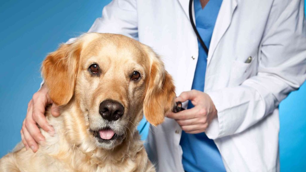 inventory management in veterinary hospitals